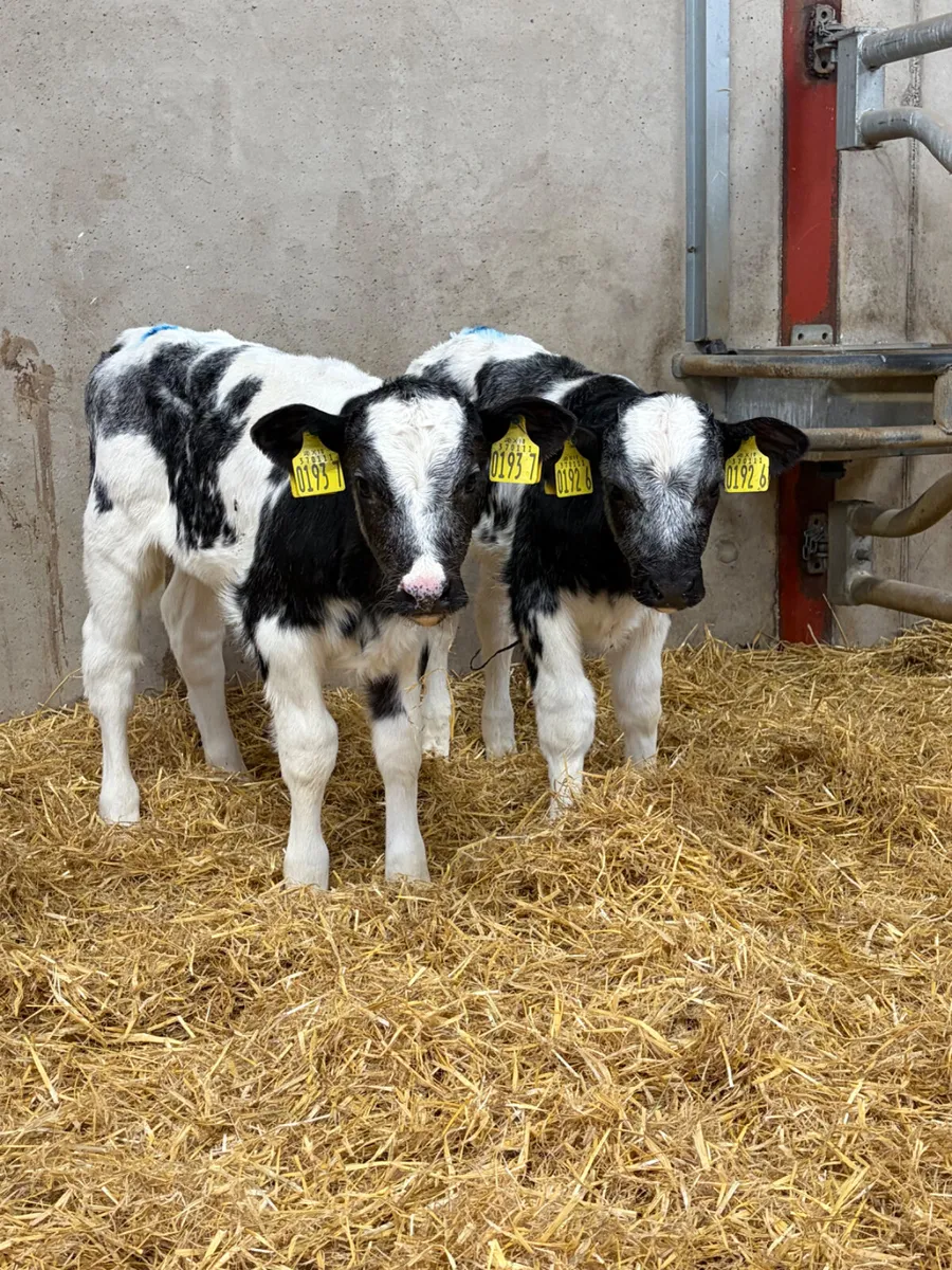 2 Belgian Blue Heifer Calves - Image 2