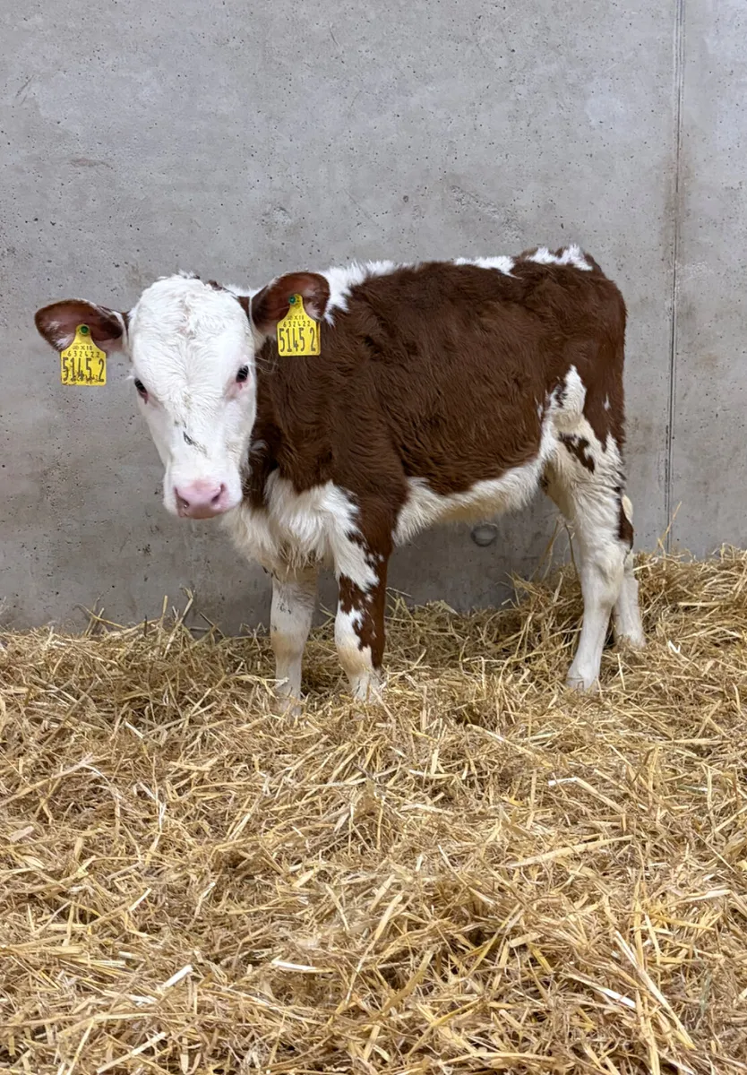 Hereford Heifer Calf