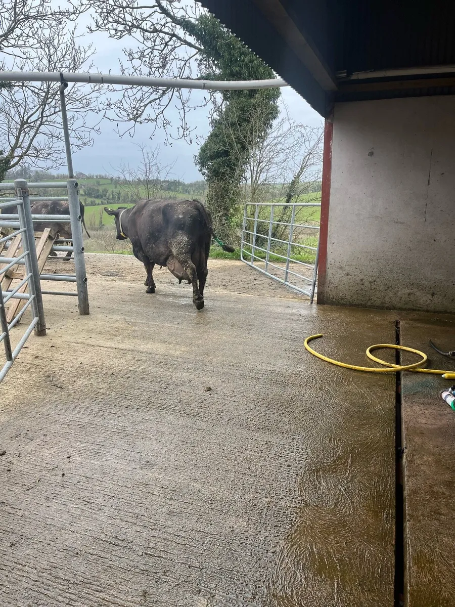 High cell count milking cows - Image 4