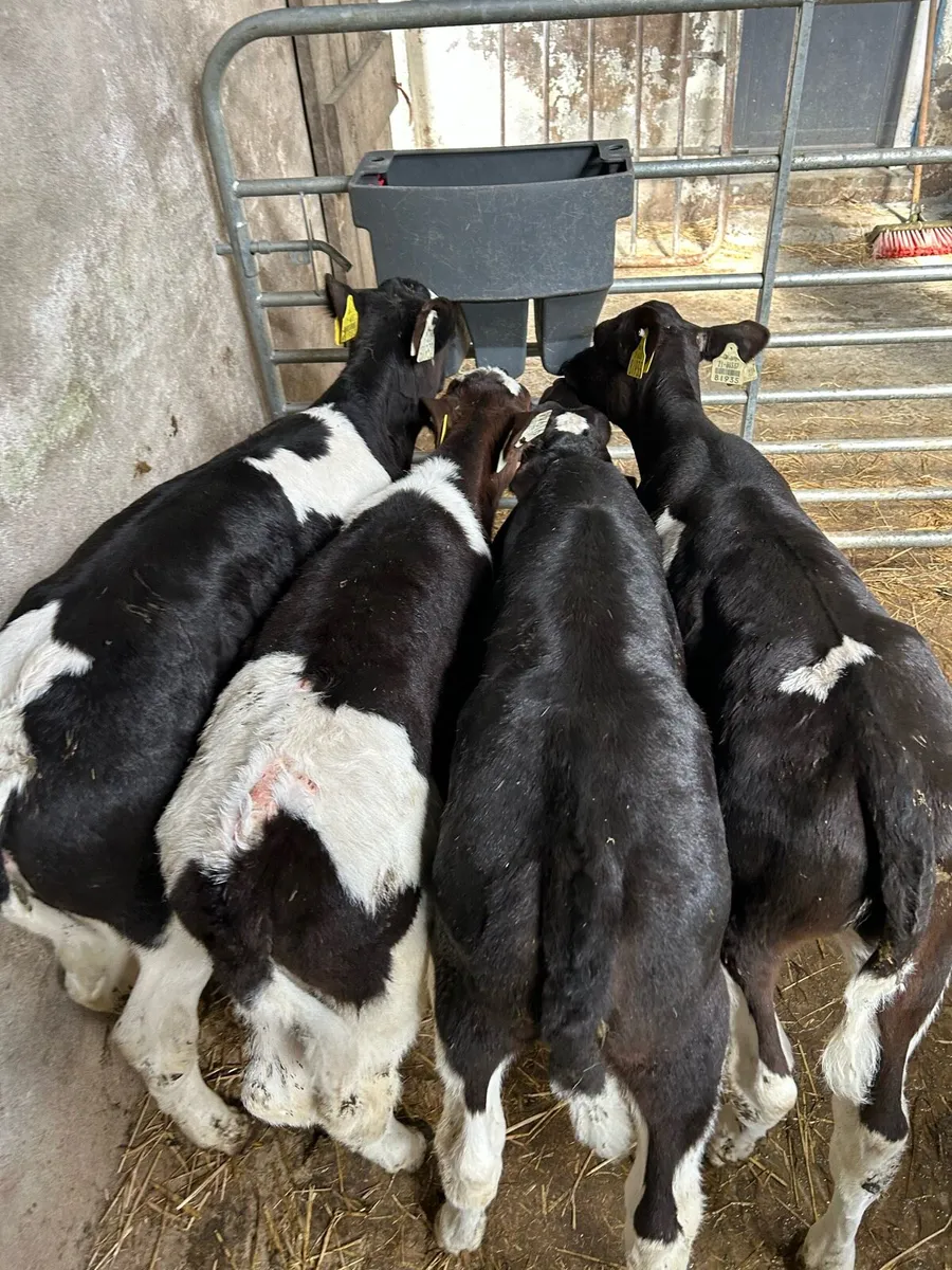 7 Friesian Heifer AI Bred Calves - Image 1