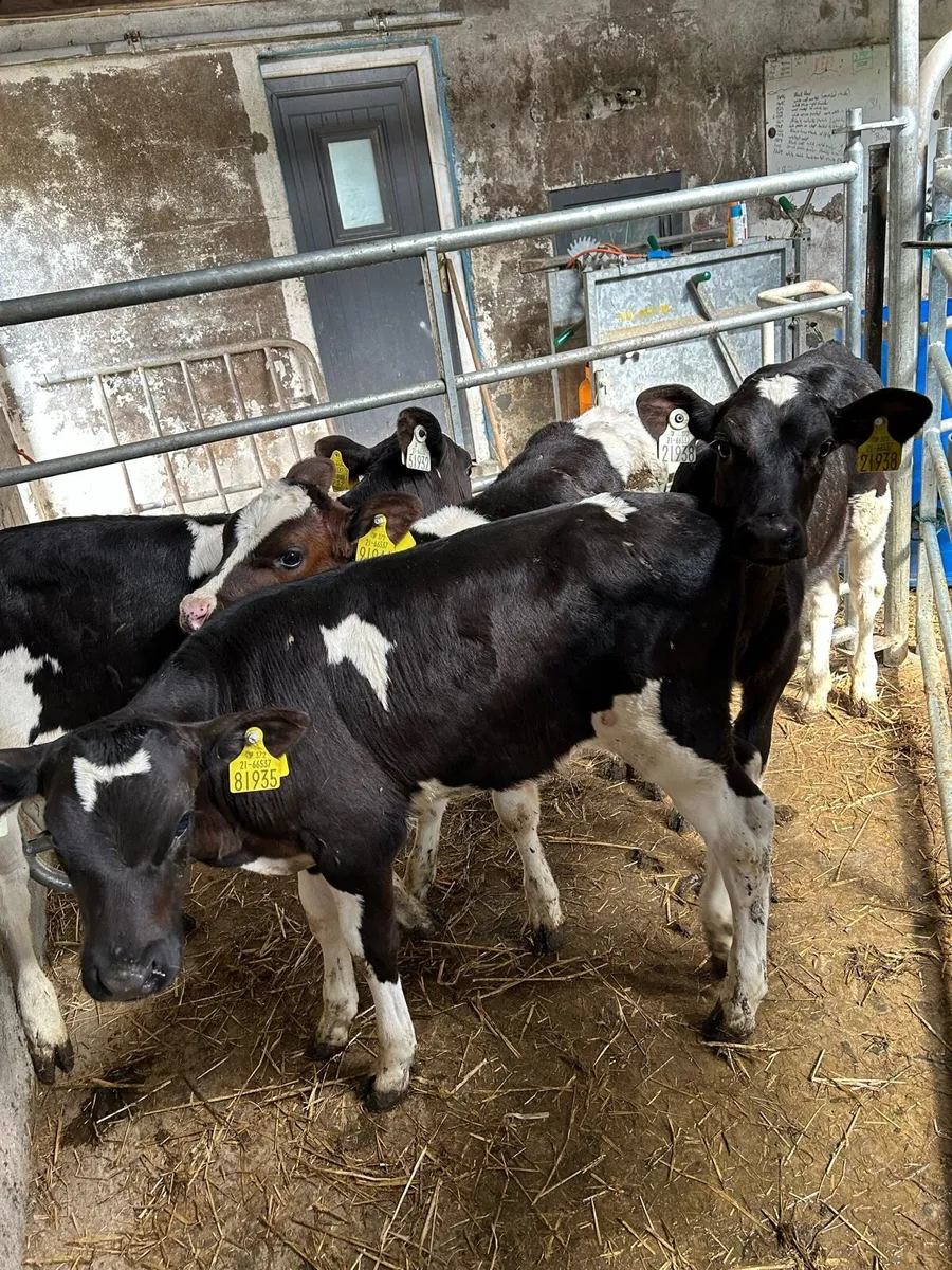7 Friesian Heifer AI Bred Calves - Image 2