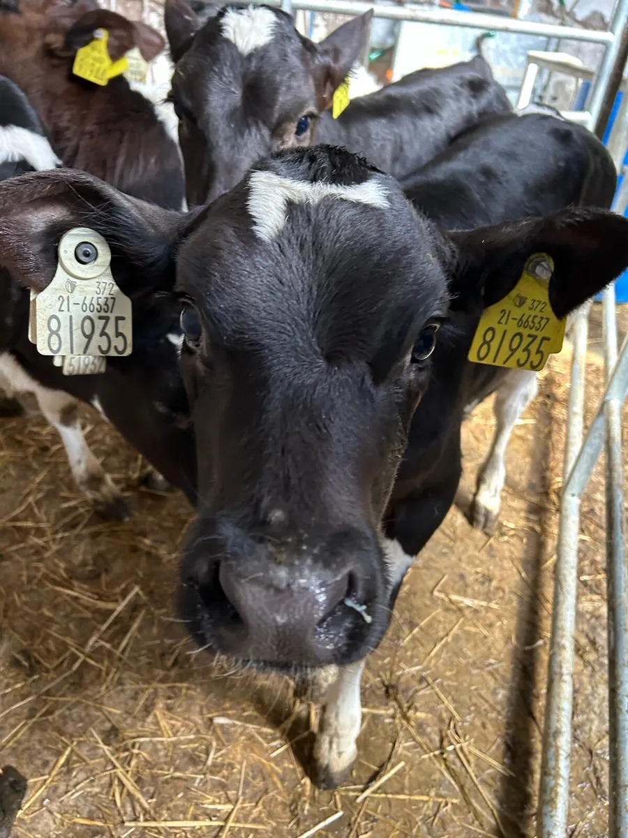 7 Friesian Heifer AI Bred Calves - Image 3