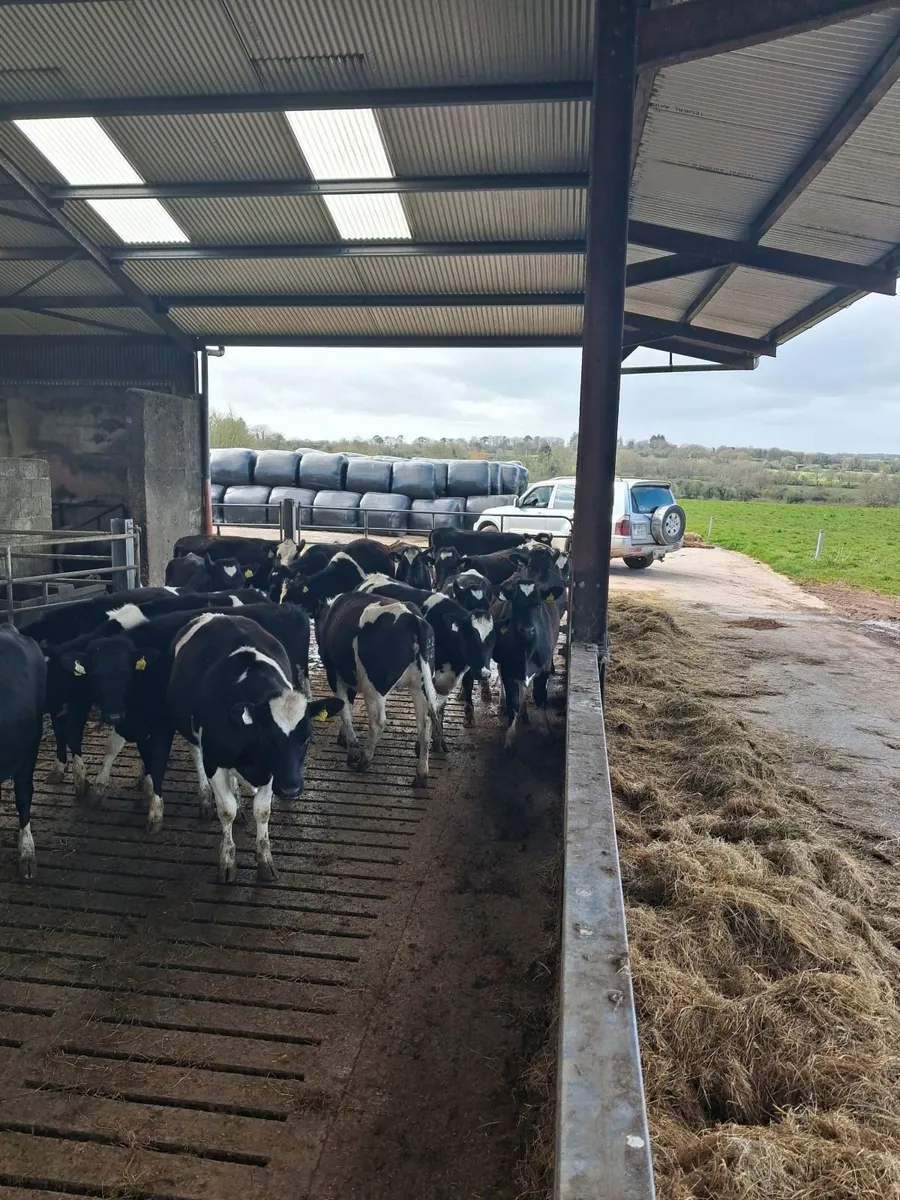 20 Maiden Breeding Heifers – High EBI – Cork - Image 3