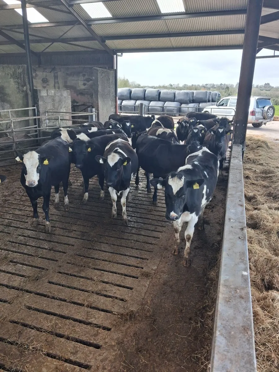 20 Maiden Breeding Heifers – High EBI – Cork - Image 2