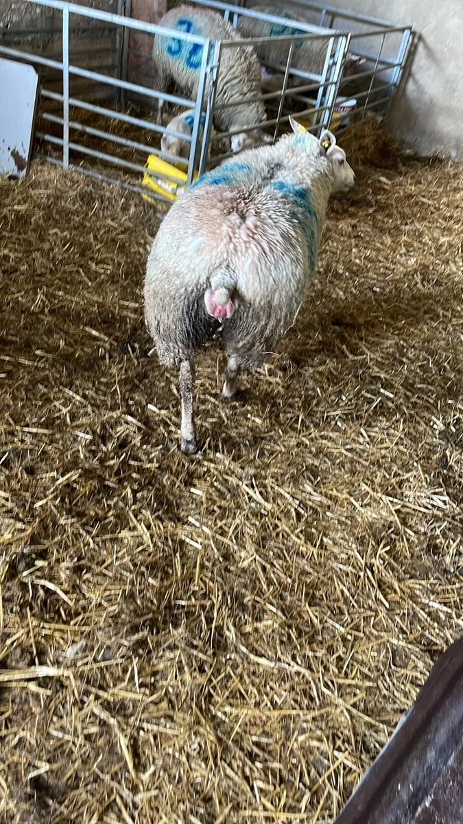 Foster ewe - Image 1