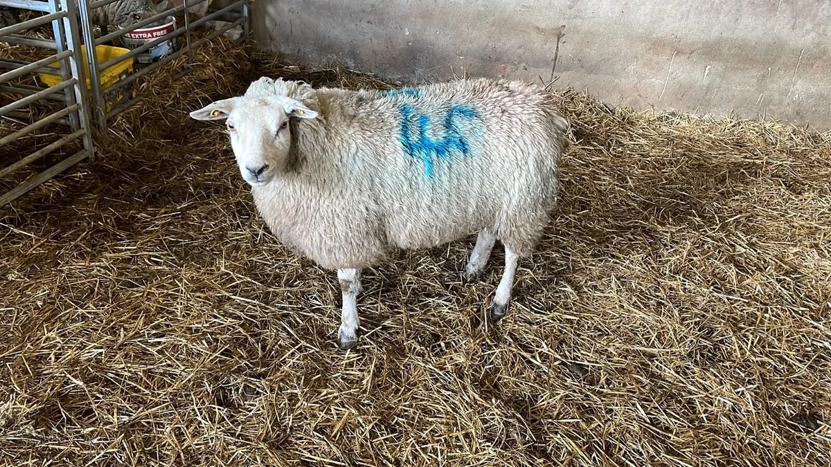 Foster ewe - Image 2