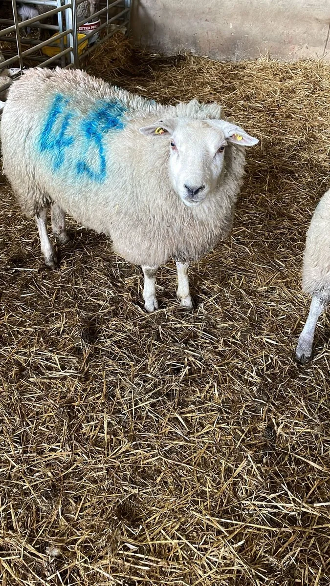 Foster ewe - Image 3