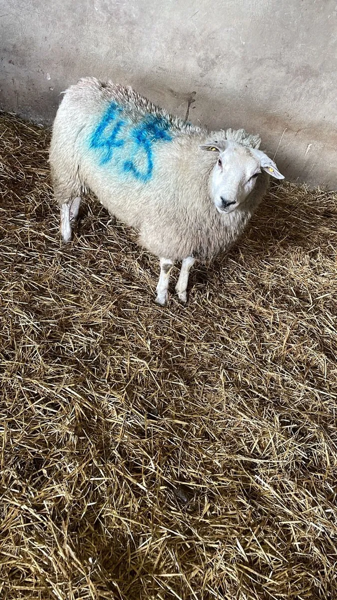 Foster ewe - Image 4
