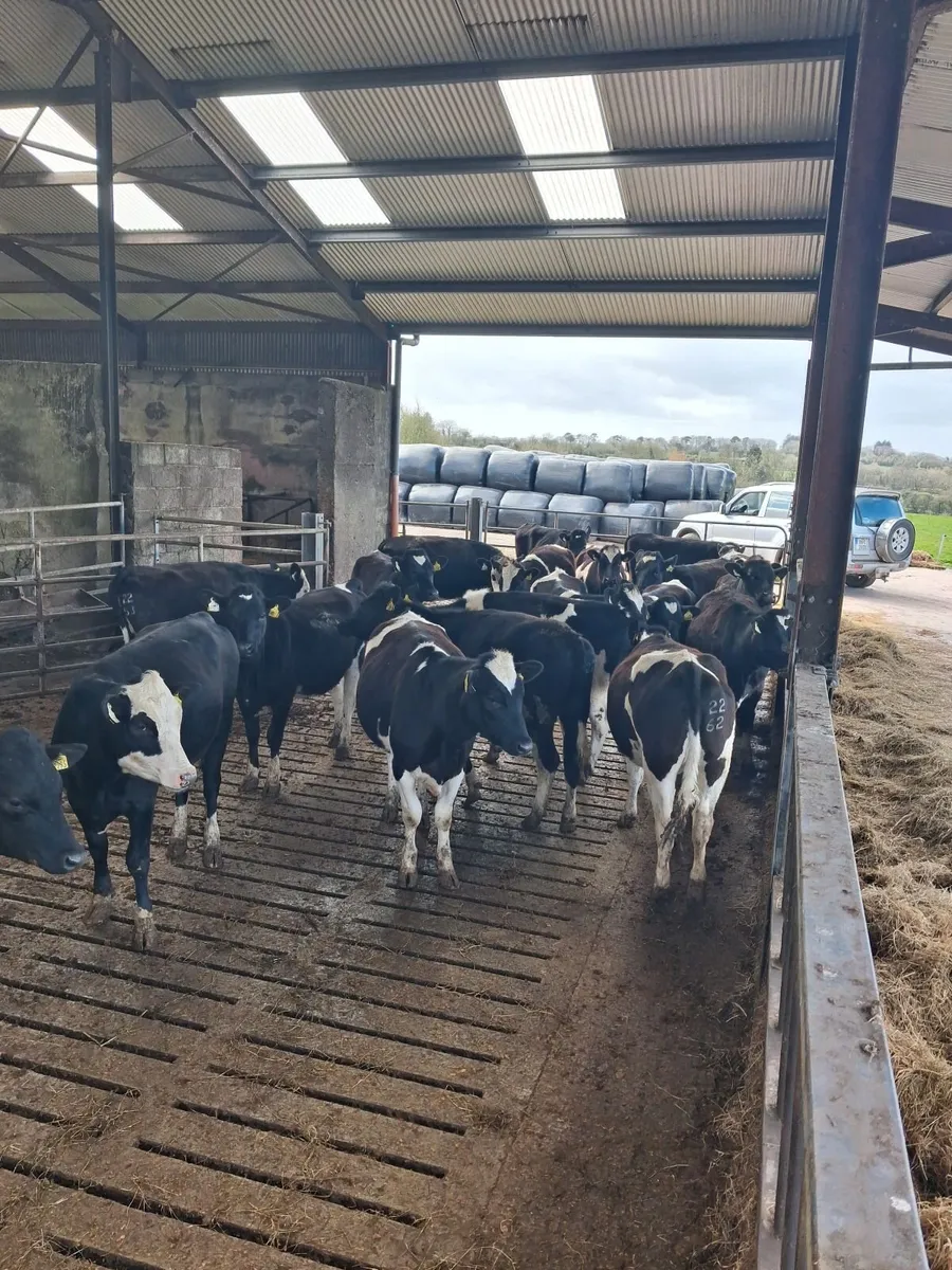 20 Maiden Breeding Heifers – High EBI – Cork - Image 1
