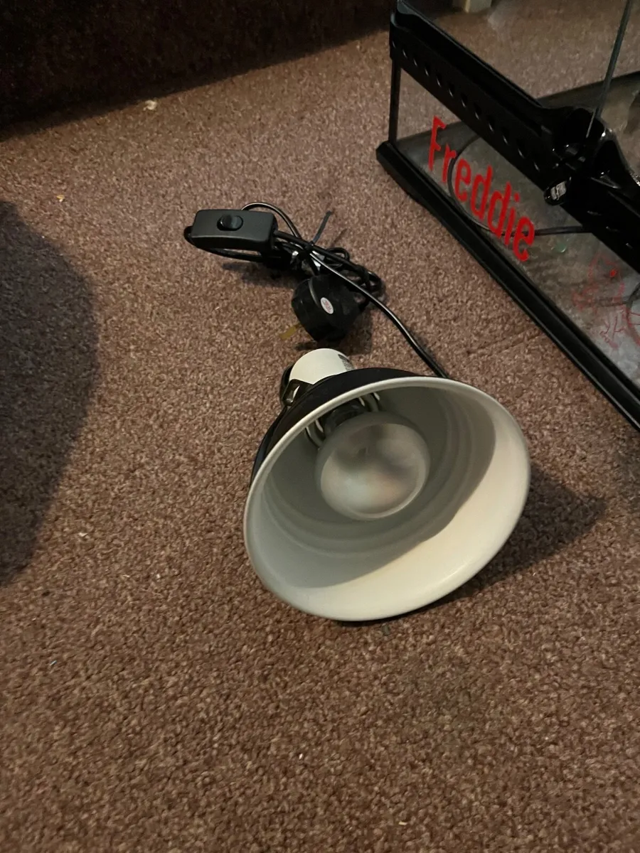 Leopard gecko tank - Image 3