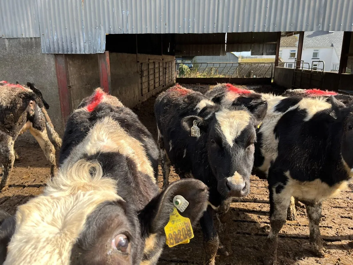 Maiden heifers - Image 2