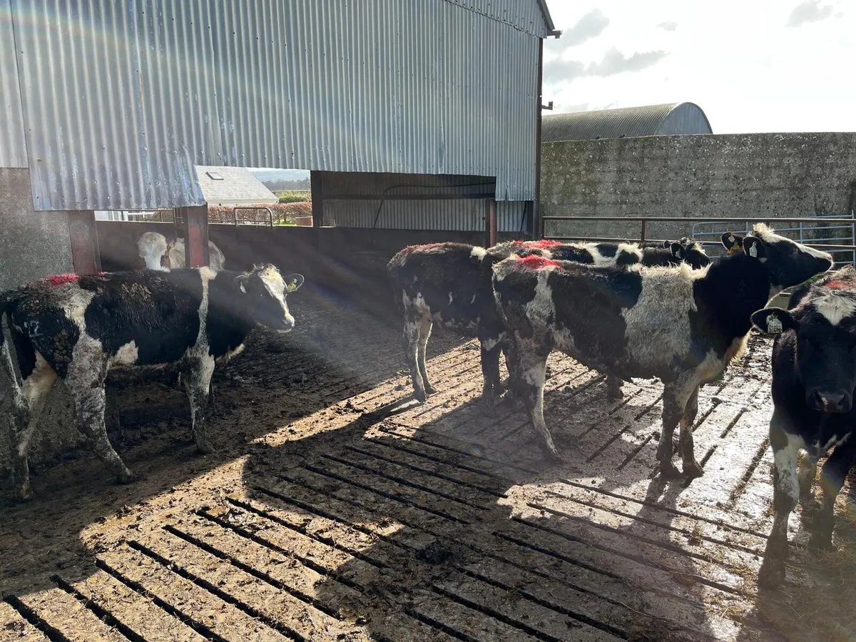 Maiden heifers - Image 1