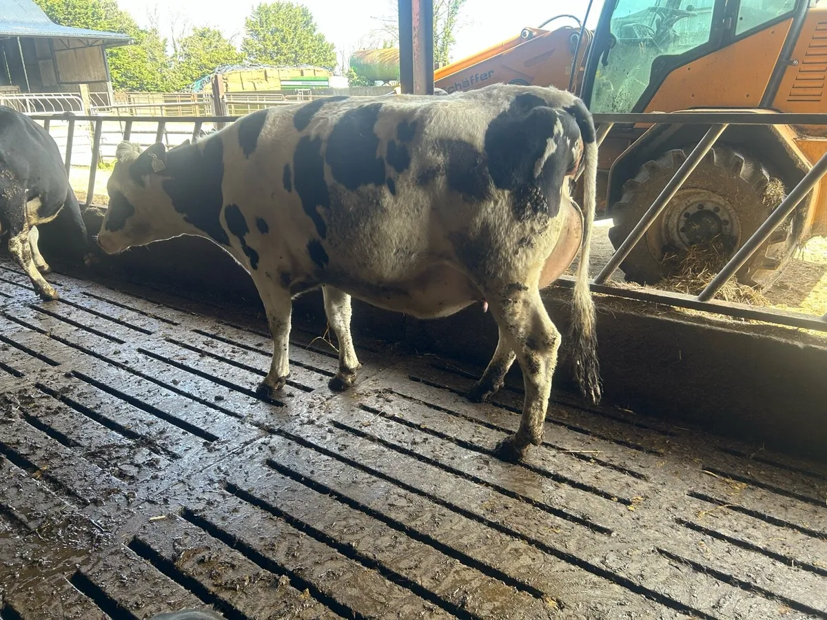Incalf heifers and cows - Image 1