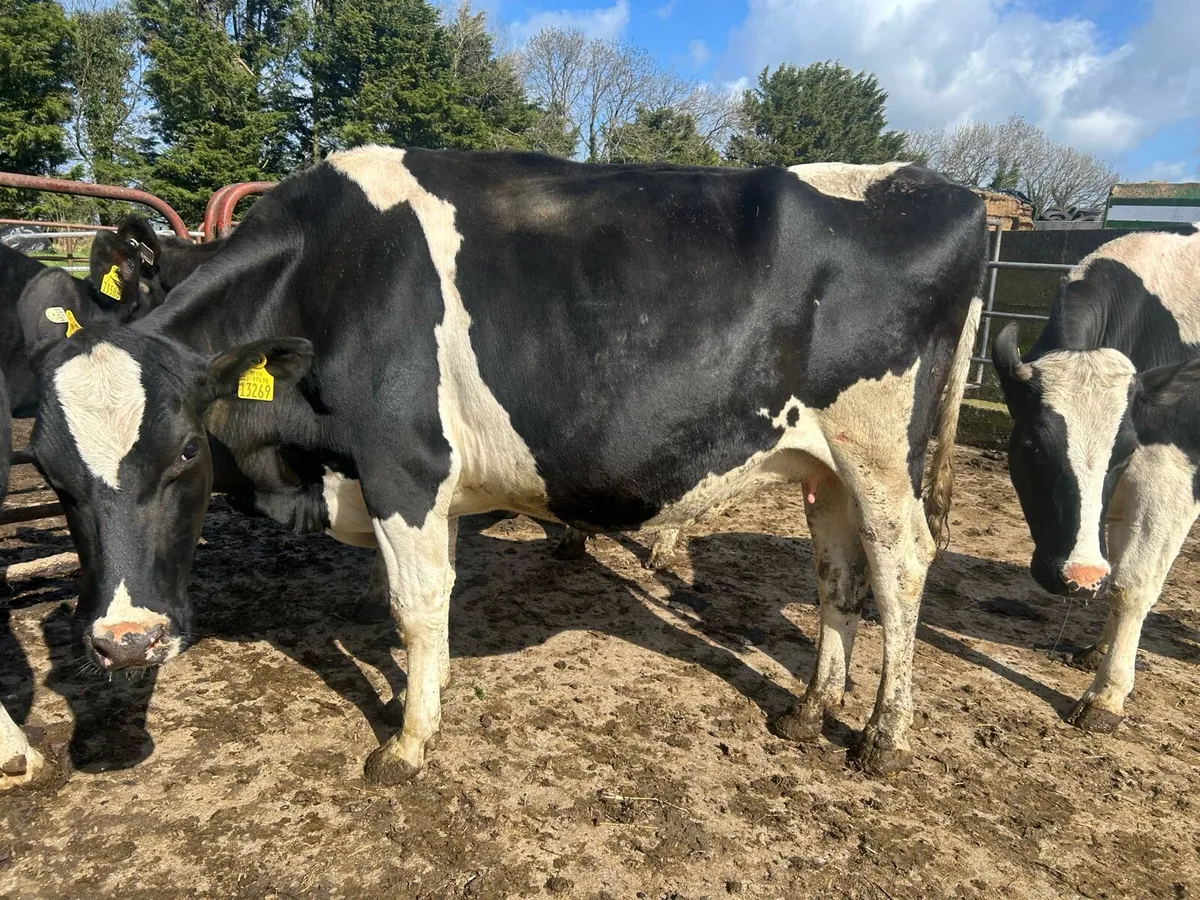 Incalf heifers and cows - Image 4