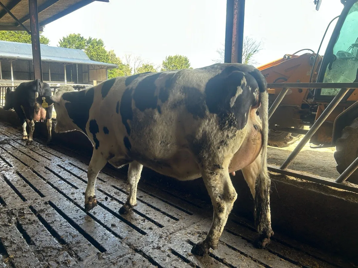 Incalf heifers and cows - Image 2