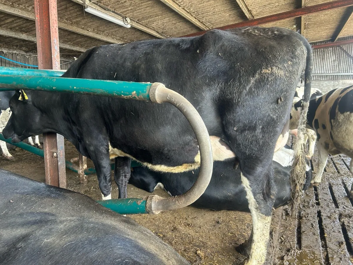 Incalf heifers and cows - Image 3