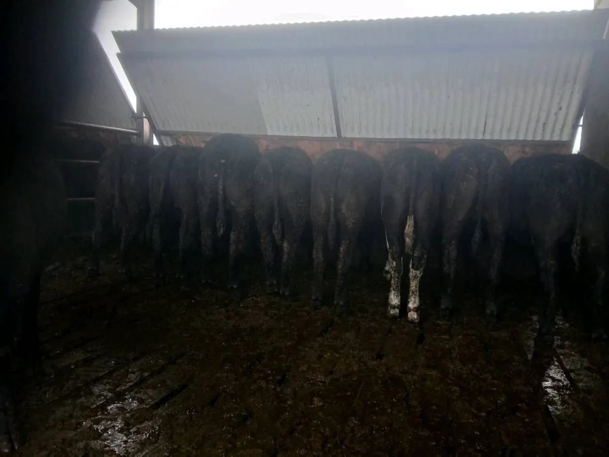 10 aa 17 fr bullocks homebred - Image 2