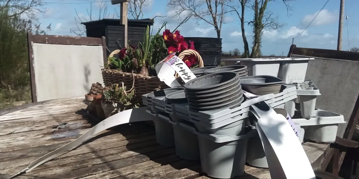 Plant Pots For *SALE * - Image 2