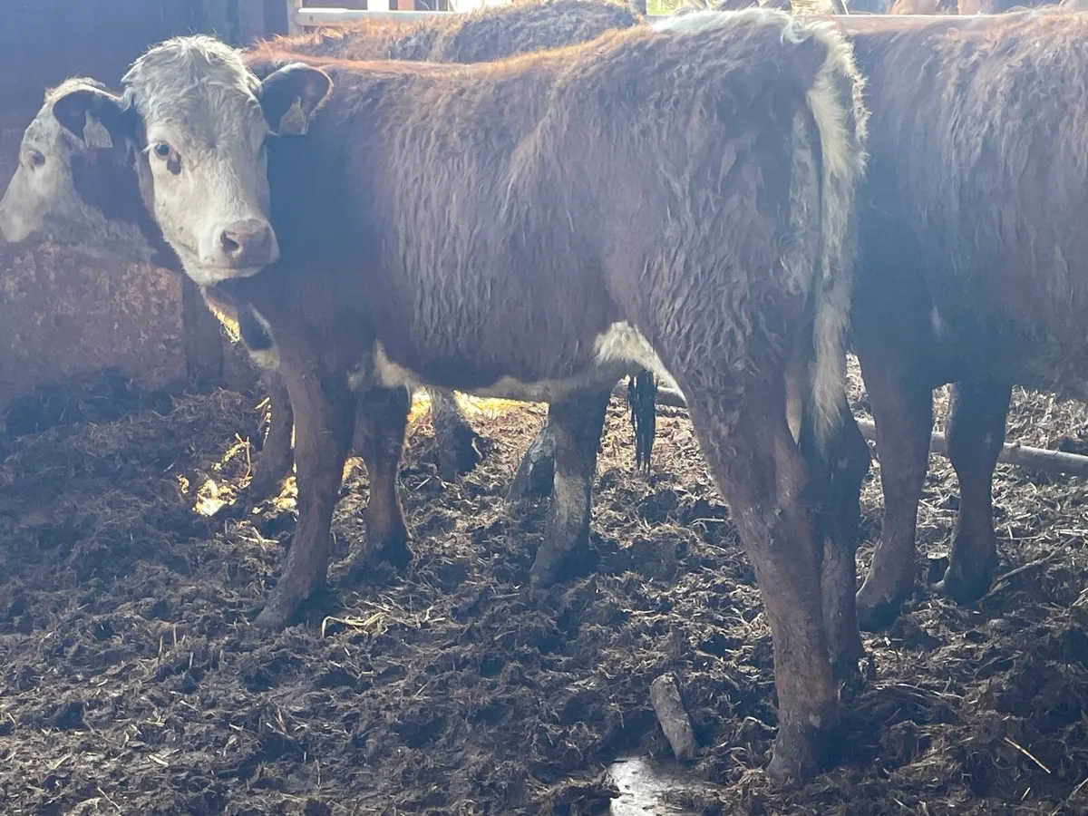 4 super cow makers - Image 2