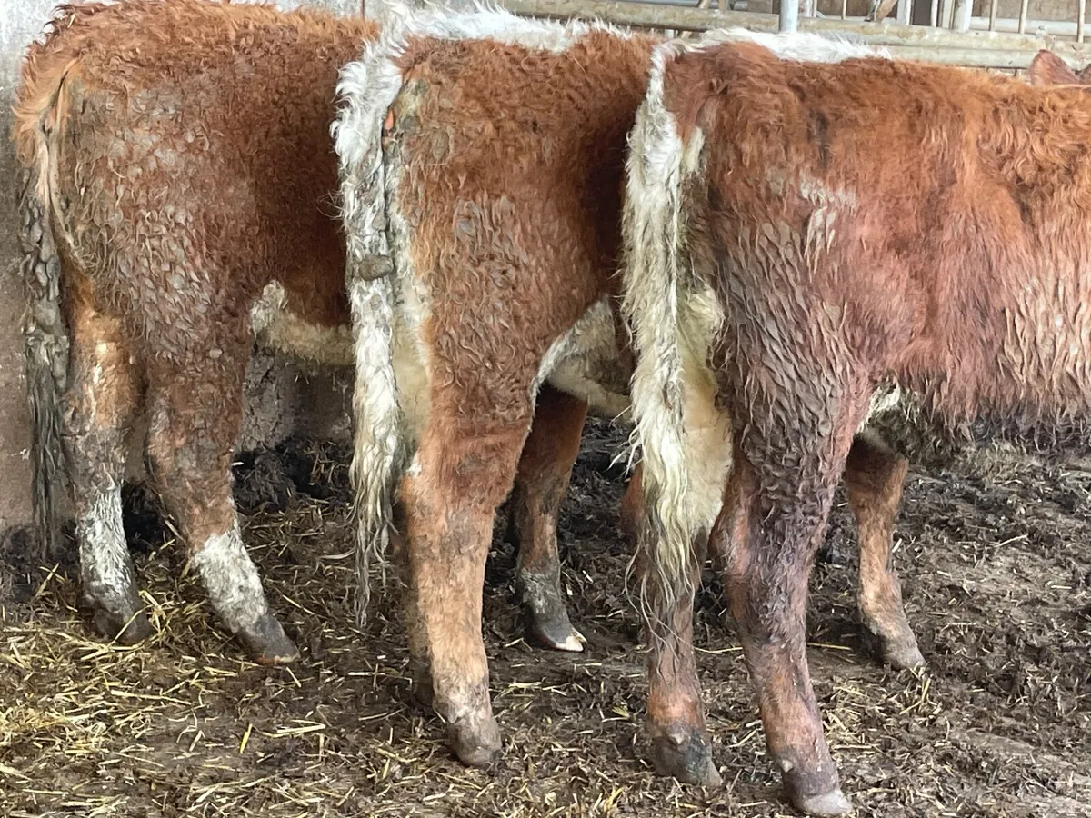 4 super cow makers - Image 3