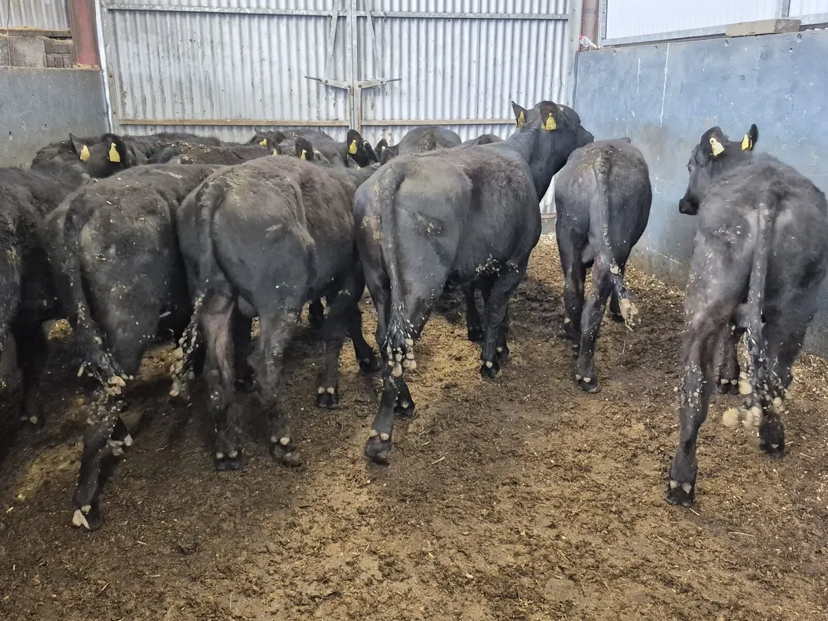 11 Angus Bull Weanlings (From 1 Farm) - Image 2