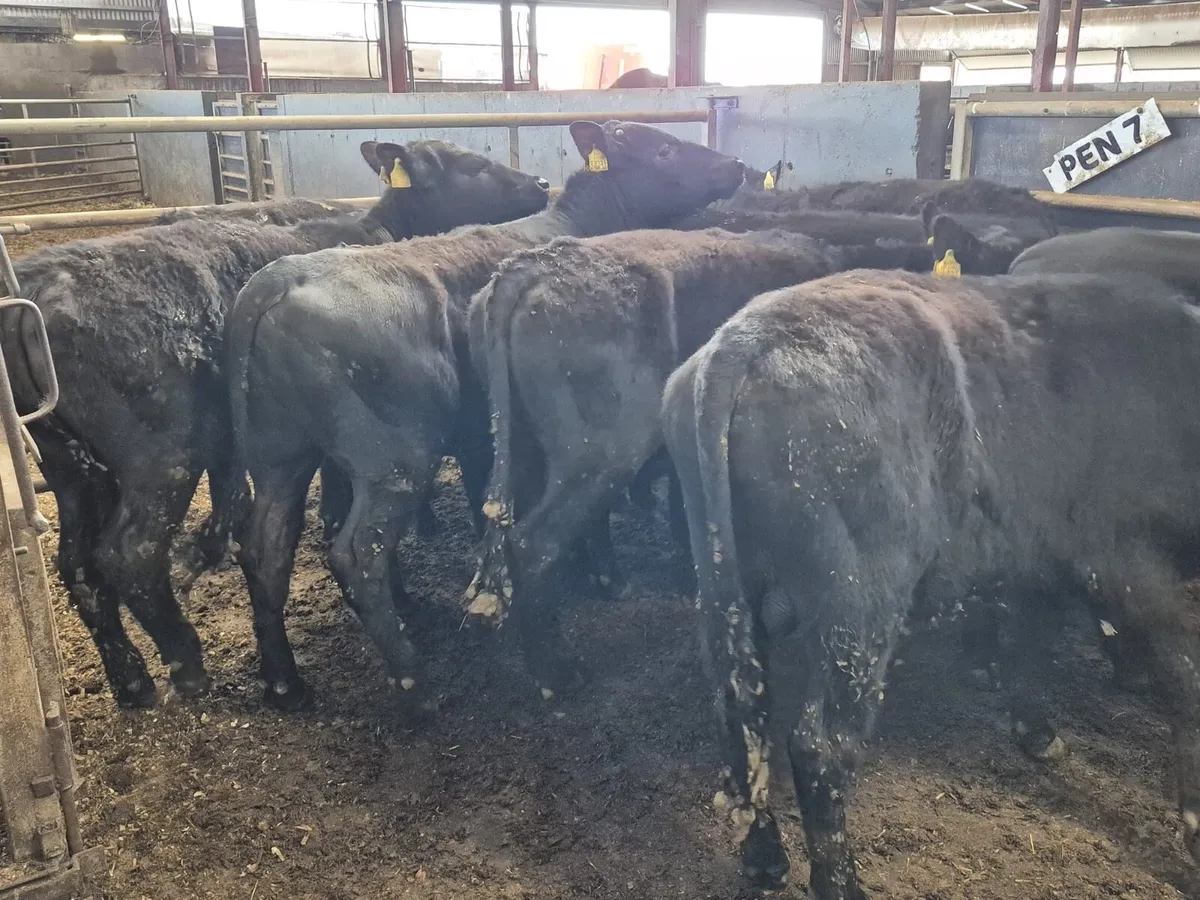 11 Angus Bull Weanlings (From 1 Farm) - Image 3