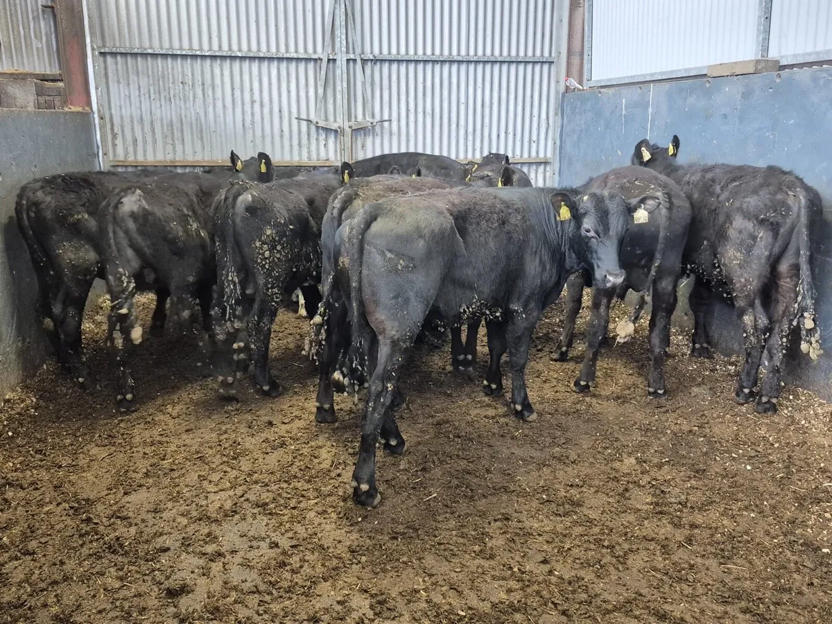 11 Angus Bull Weanlings (From 1 Farm) - Image 1