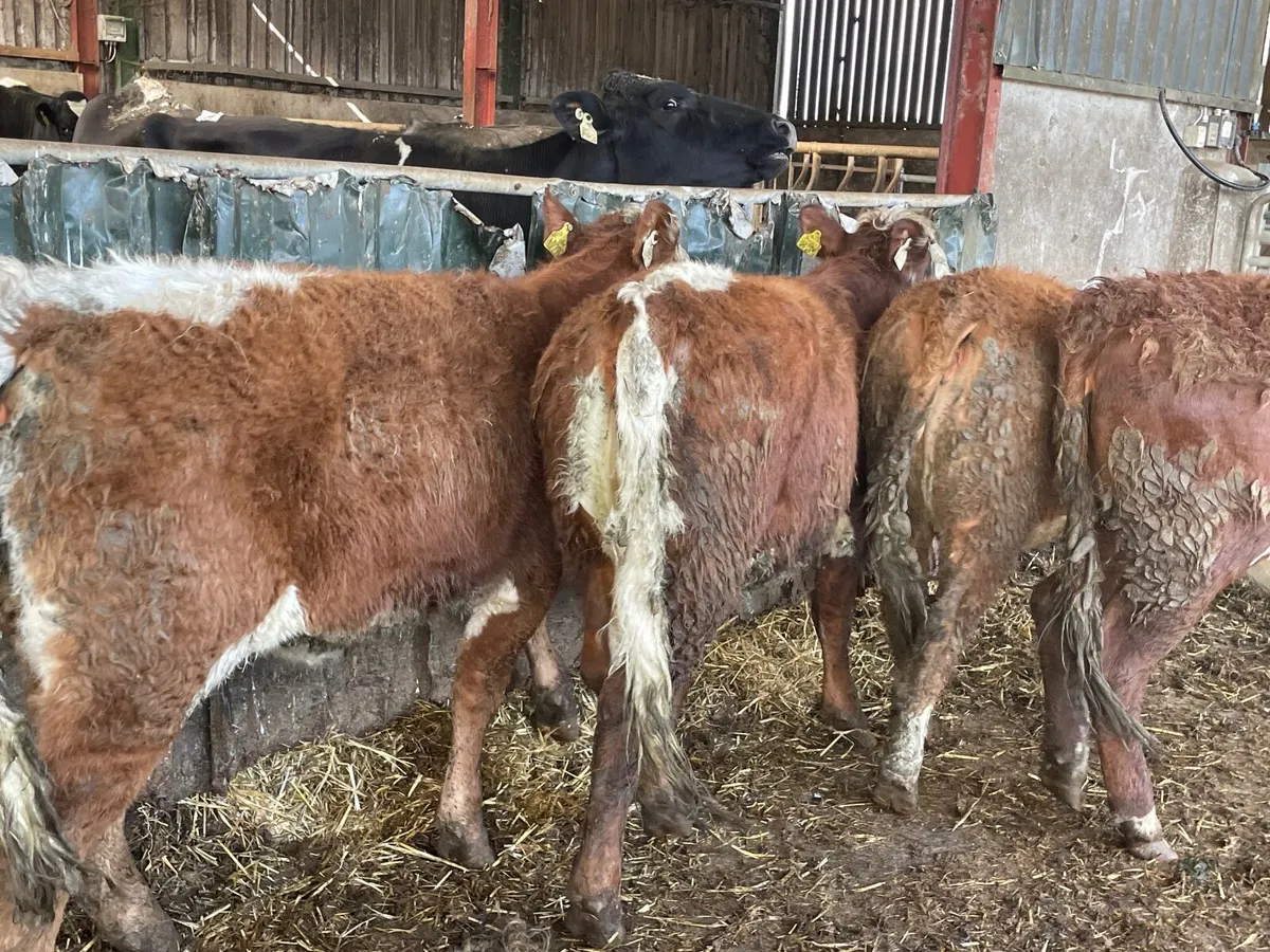 4 super cow makers - Image 4