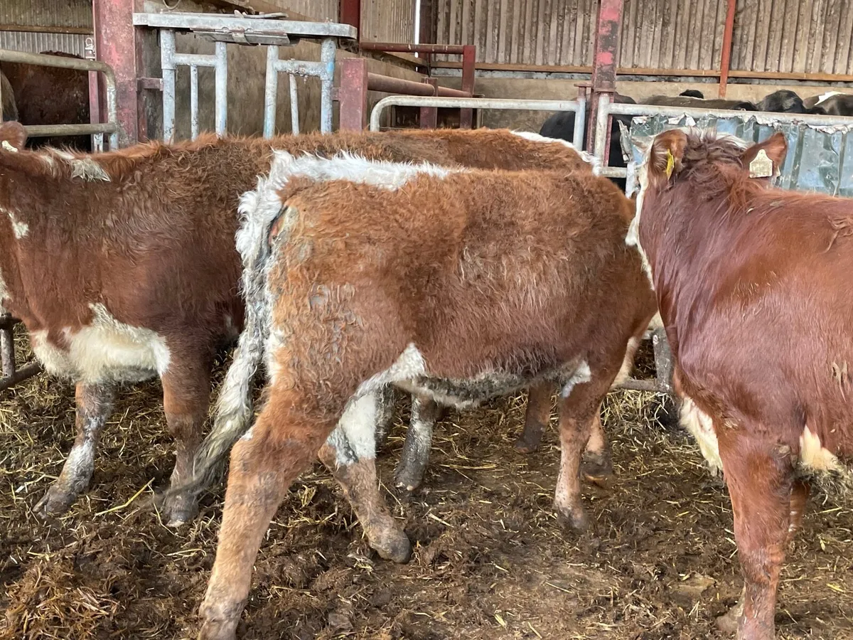 4 super cow makers - Image 1