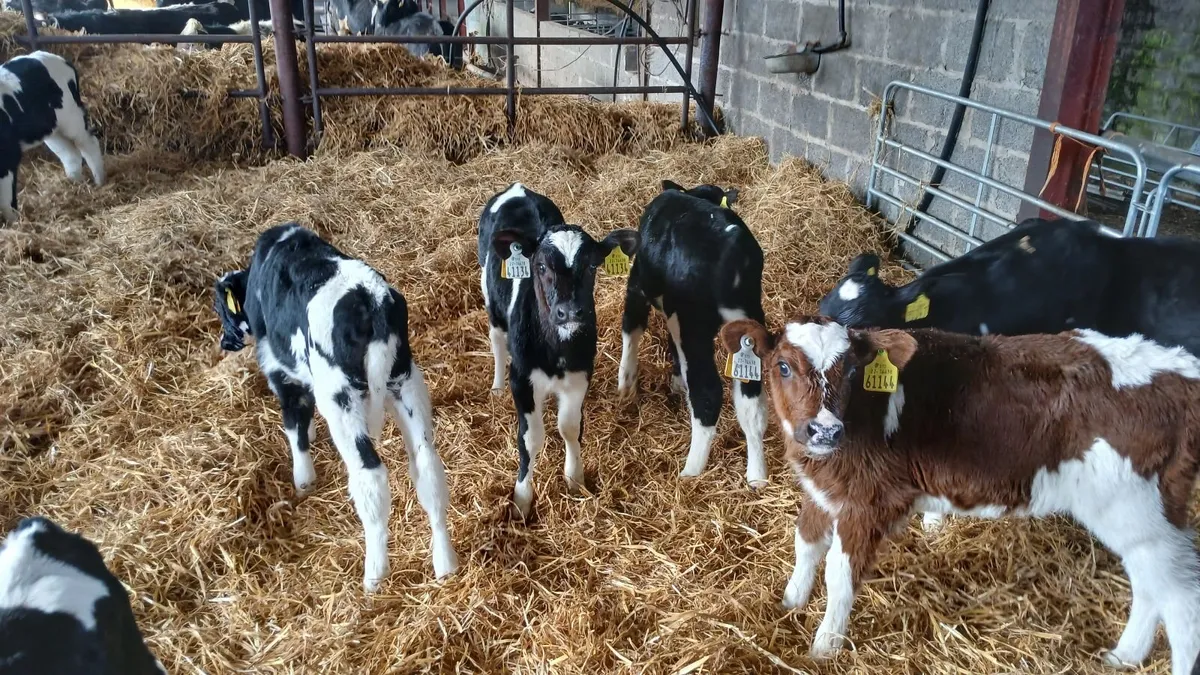 Calves - Image 1