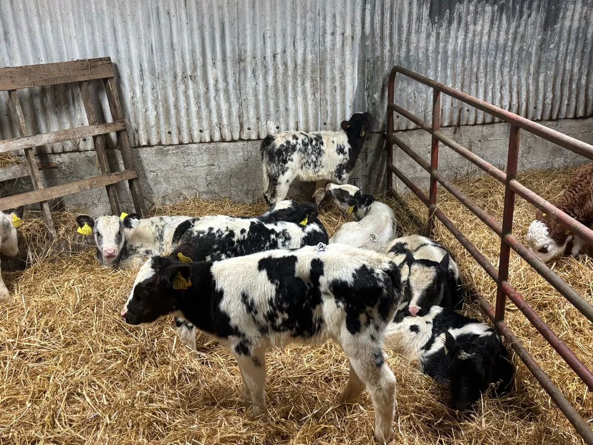 Belgian Blue heifer calves - Image 1