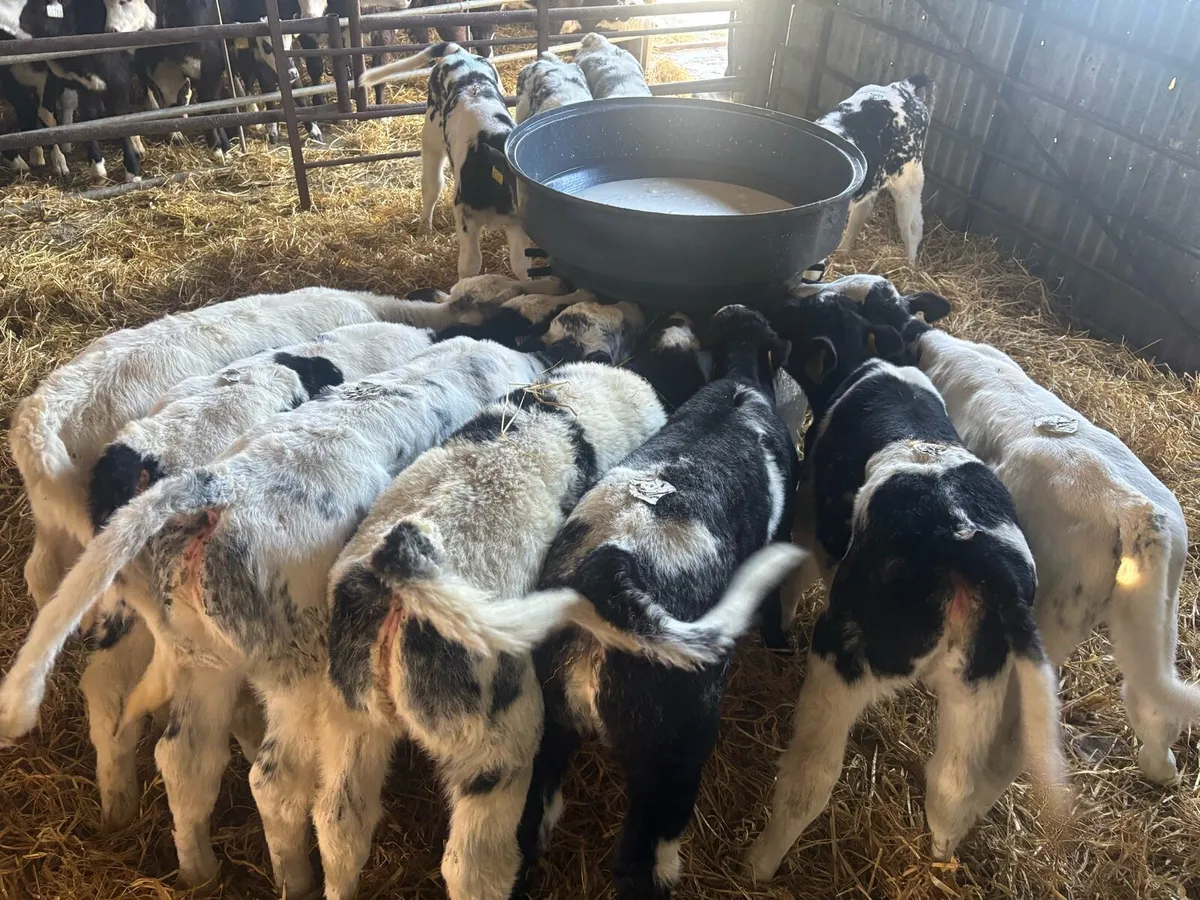 Belgian Blue heifer calves - Image 3