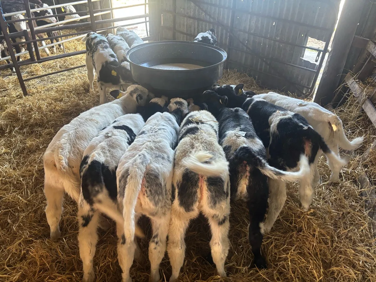 Belgian Blue heifer calves - Image 2