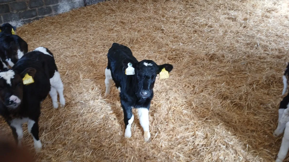 Calves - Image 2