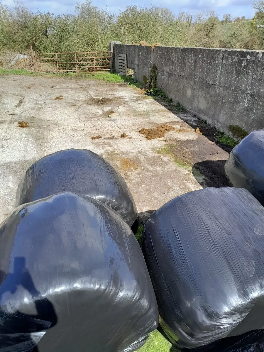 Silage bales - Image 1