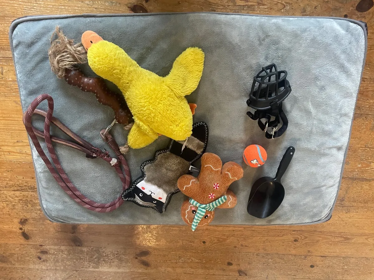 Dog bed, toys, leash - Image 3