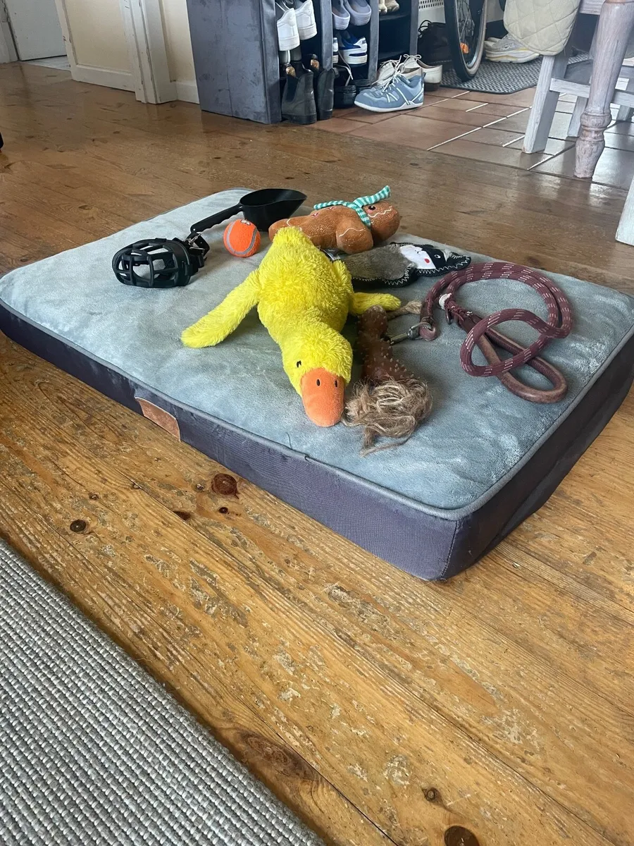 Dog bed, toys, leash - Image 4