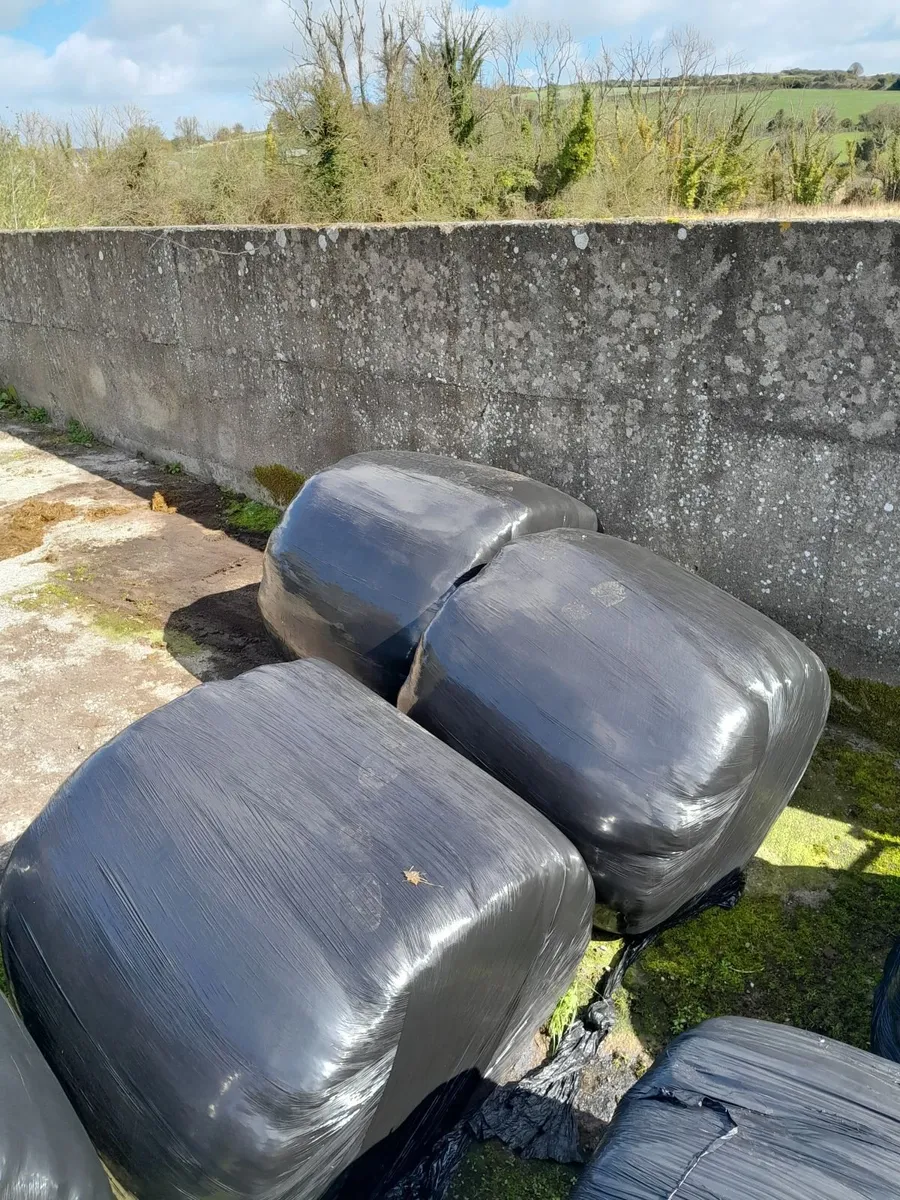 Silage bales - Image 3