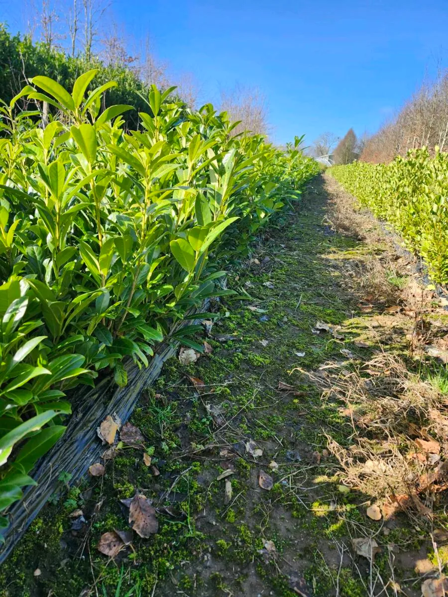 Laurels 4ft - Image 2