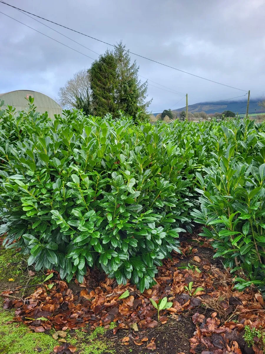 Laurels 4ft - Image 1