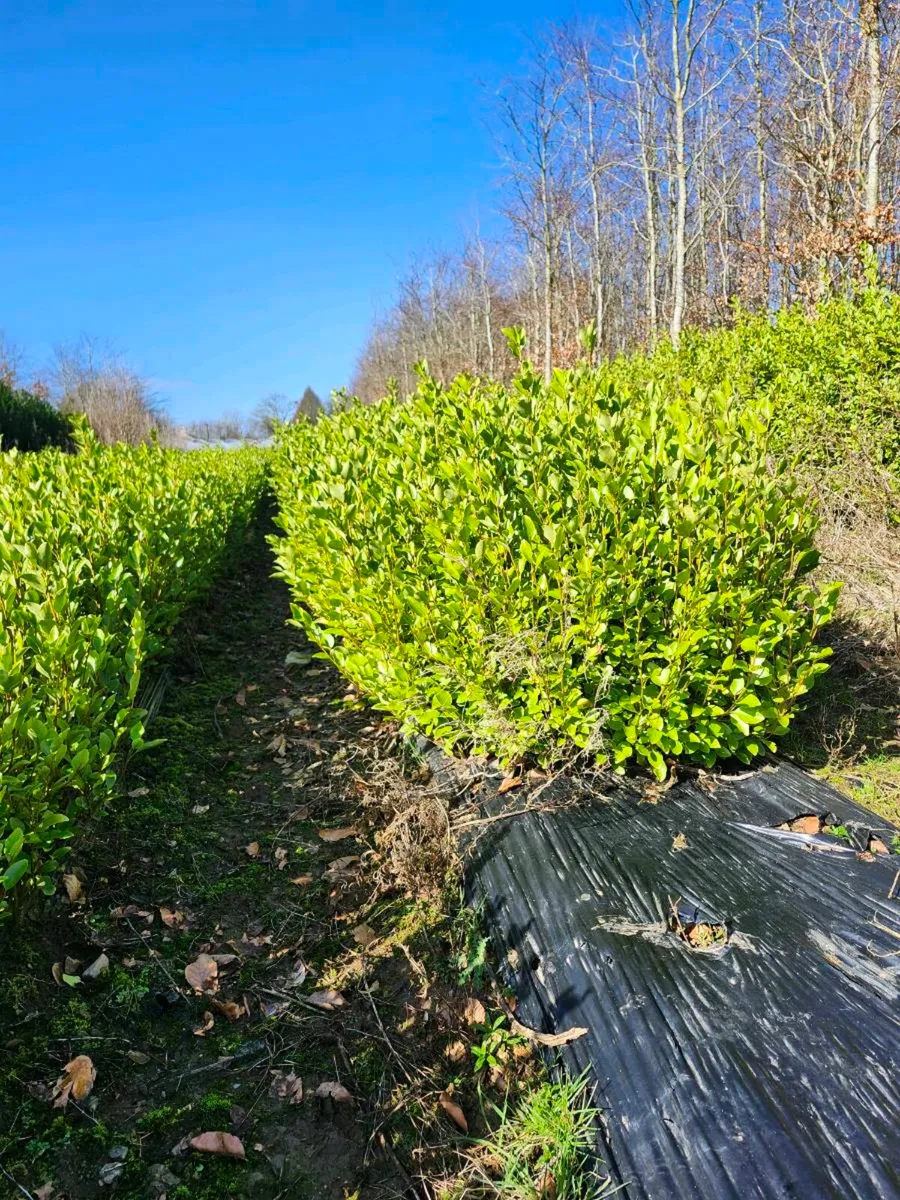 Griselina Hedging 3-4ft - Image 1