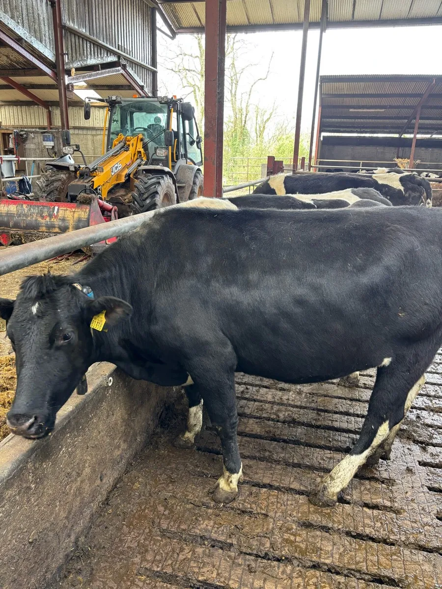 In calf heifers - Image 2