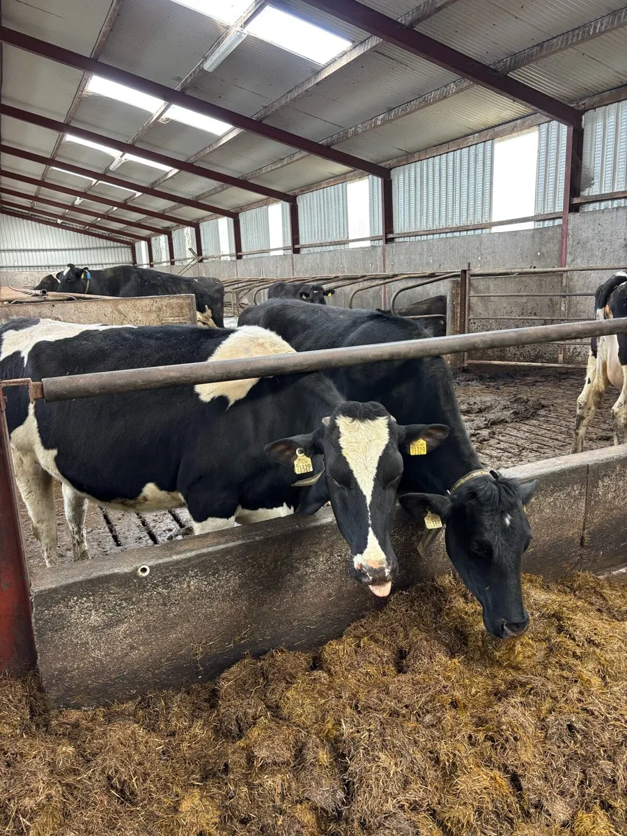 In calf heifers - Image 3