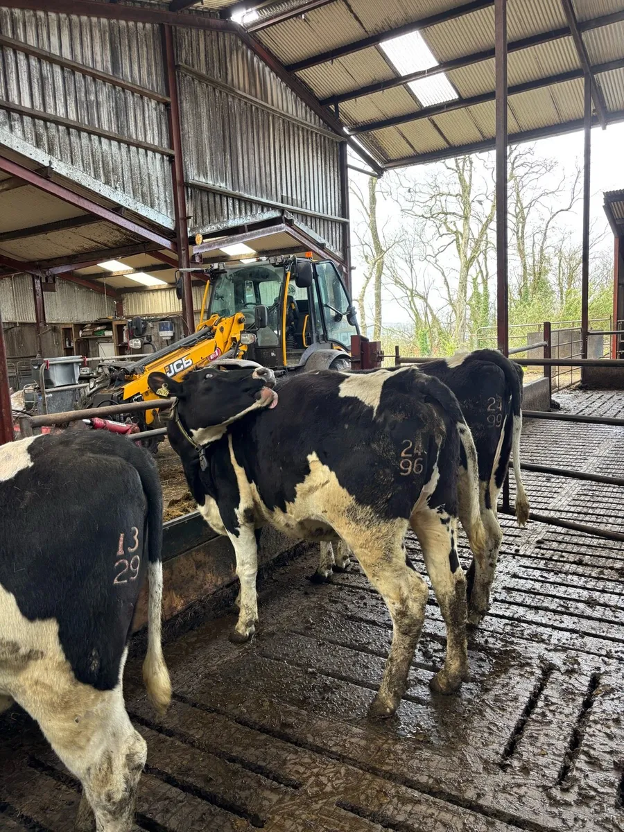 In calf heifers - Image 4