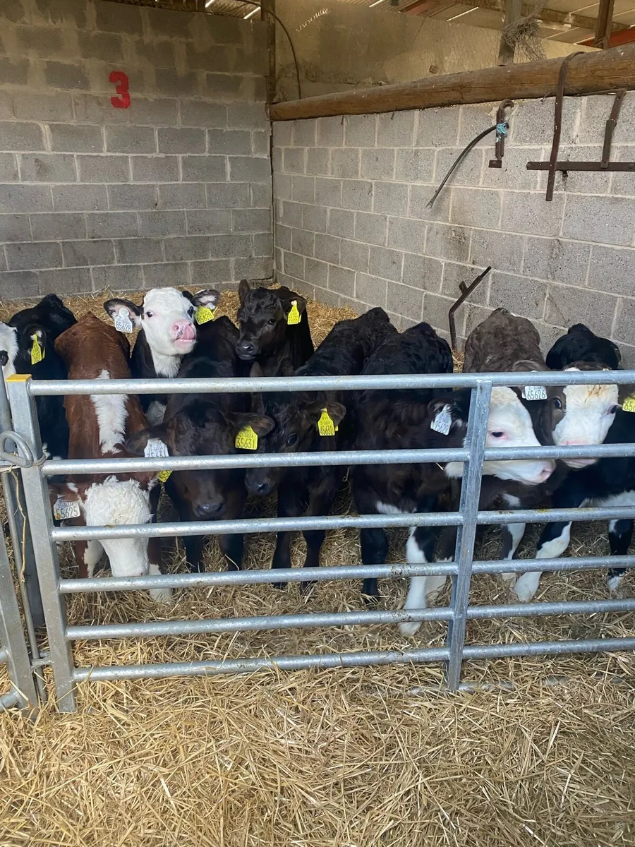 Strong Beef calves for sale - Image 2
