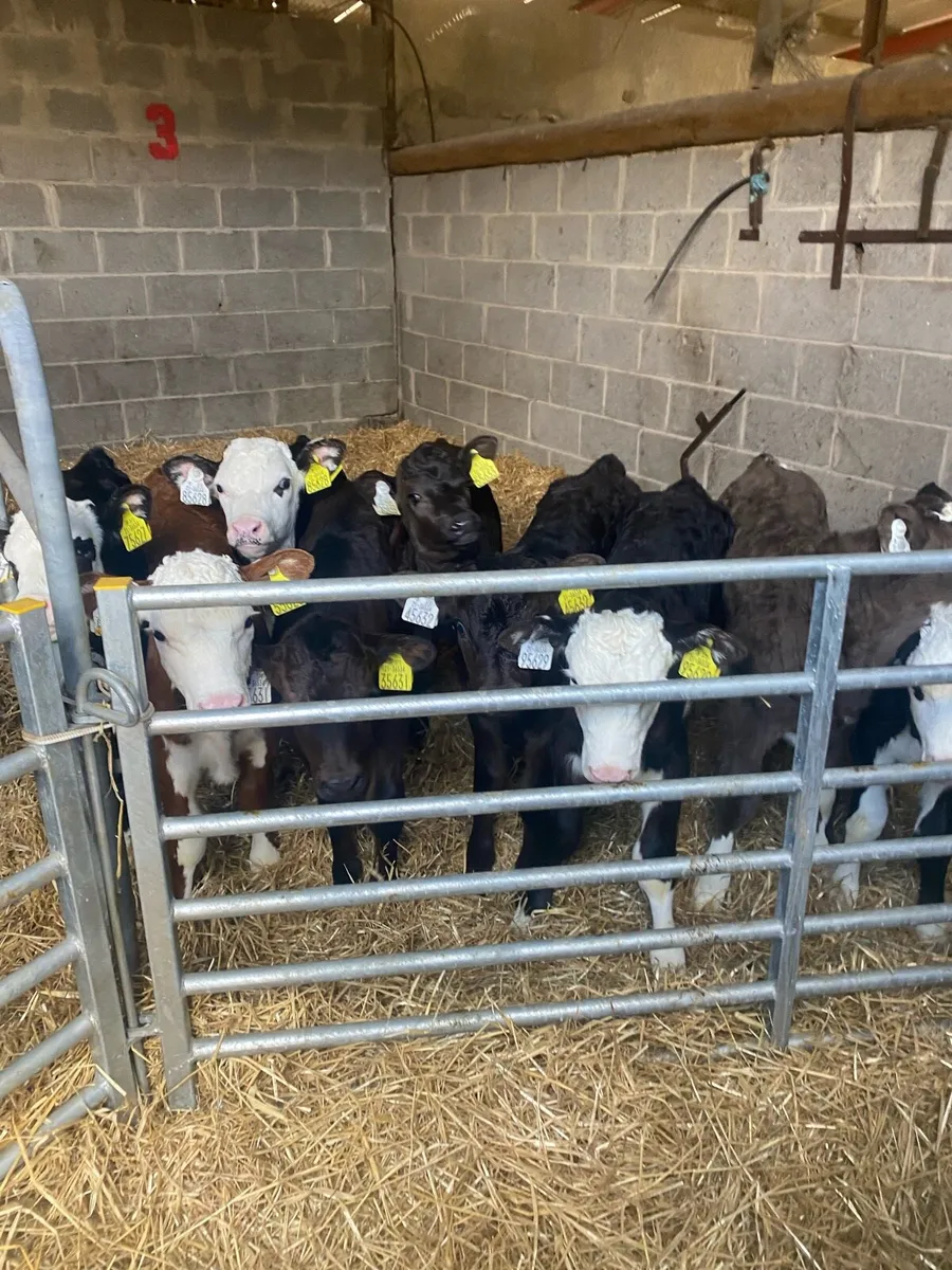 Strong Beef calves for sale - Image 3
