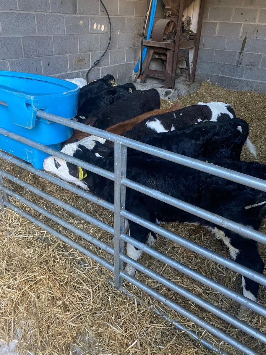 Strong Beef calves for sale - Image 4