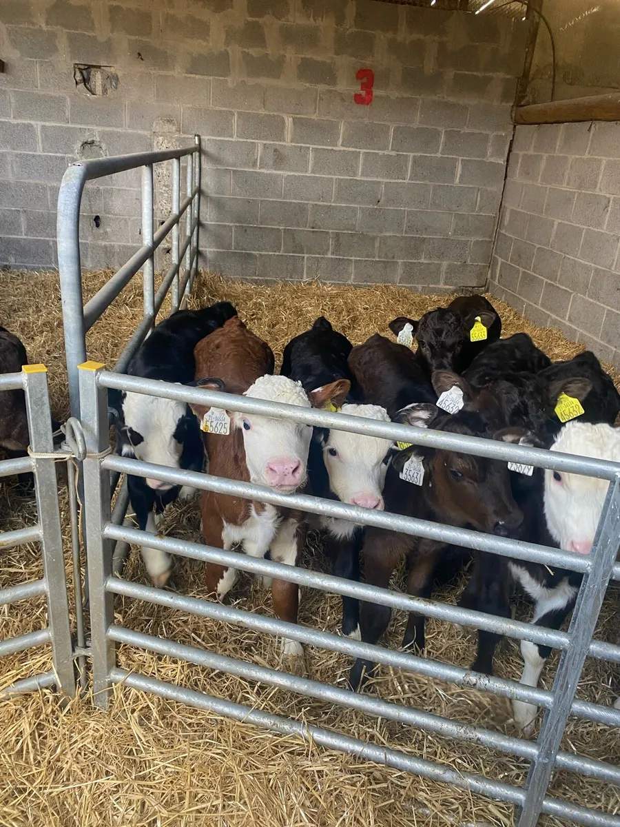 Strong Beef calves for sale - Image 1