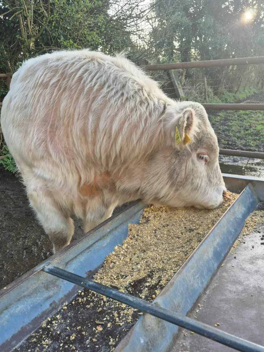 Pedigree registered charolais Bulls & Heifers - Image 2