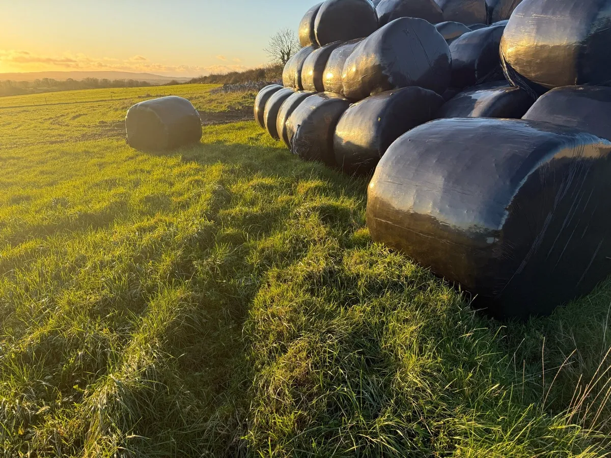 Silage bales round - Image 3